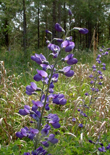 Baptisia Australis Var Aberrans